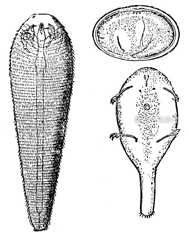 舌虫(Linguatula Serrata) - 19世纪